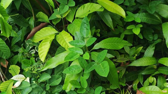 Saplings, black bags, green, nature.