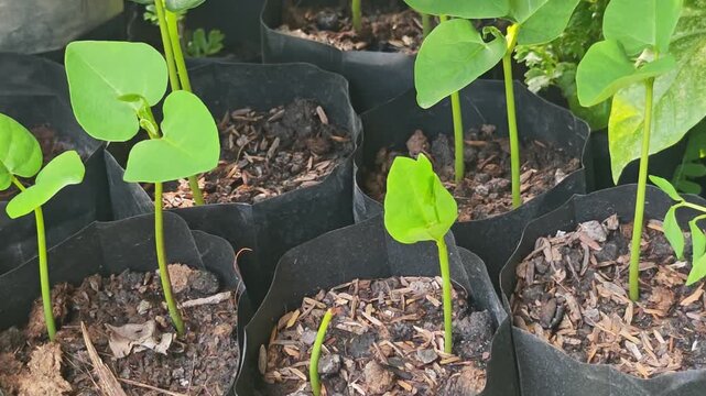 Basella alba seedlings, green vegetables, nature.