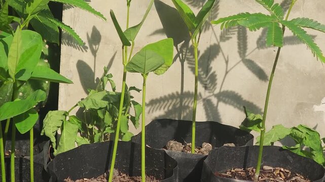 Basella alba seedlings, green vegetables, nature.