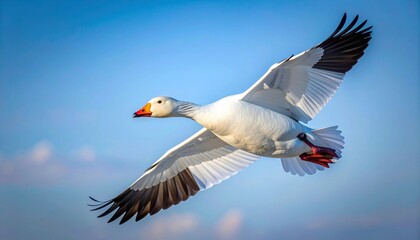 Obraz premium Snow goose soaring gracefully against a bright blue sky, wings spread wide.