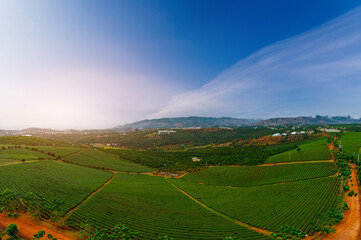 Naklejka premium Vineyard landscape stretching across rolling hills at sunrise Aerial view