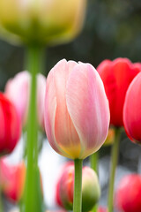 Fototapeta premium Tulips in bloom in spring