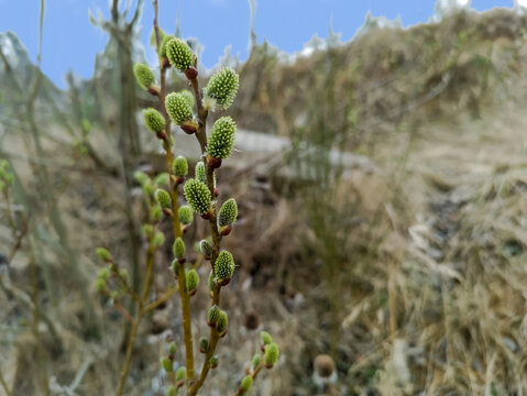 Kotki wierzbowe wczesną wiosną, tuż przed kwitnieniem.  Wierzba (Salix species)  na rozmytym, naturalnym tle. Kotki są wydłużone, z gęsto upakowanymi zielonymi pąkami otoczonymi brązowymi łuskami. 