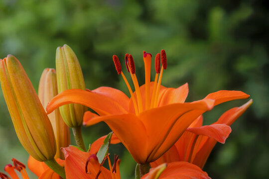 Pięknie kwitnące kwiaty pomarańczowej lilii (Lilium spp.). Na zdjęciu w pełni rozwinięte kwiaty obok nierozwiniętych pąk&oacute;w tworzą żywy kontrast z soczyście zielonym tłem. W centrum widoczne są pylniki