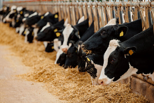 Dairy cows feeding in barn with hay and straw