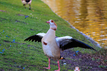 Obraz premium wild ducks on the grass