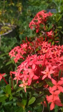 Red Ixora Flower Close Up Blooming in Tropical Garden, Soft Focus Cinematic Motion. Natural Floral Background Video	