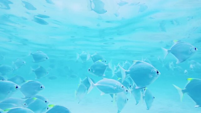 Silver Batfish Schooling in Shallow Coastal Waters of Hikkaduwa Sri Lanka. A dense group of silver batfish swims together in the shallow, sunlit waters of the Indian Ocean.