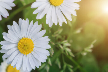 Fototapeta premium Close-up of white daisies in bloom with yellow centers and green leaves in a natural outdoor setting.