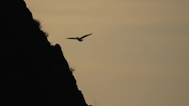 Seagull flying cliff silhouette bird soaring through the hazy sunset sky and landing on a rocky ledge during golden hour