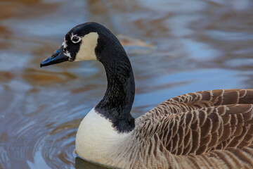 Fototapeta premium Grey wild goose, cute Water Birds Geese