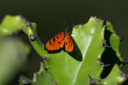 A Tawny coster butterfly on a vibrant green cactus stem. The image captured in bright, natural sunlight that highlight the intricate textures of the wings and plants.