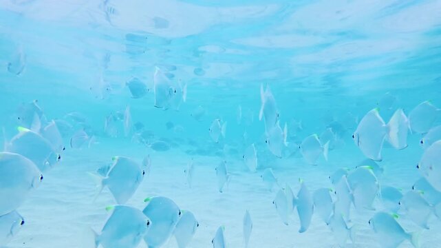Group of Silver Fish Swimming in Bright Tropical Sea Water Over Sandy Seabed in Hikkaduwa. Multiple silver batfish move through transparent blue water in a tropical marine environment.