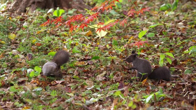 秋のエゾリス（栗鼠）