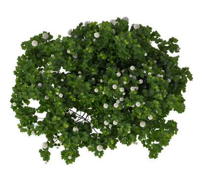 White flowering bush isolated on transparent background. Flowering shrub isolated on transparent background. white flower bush shrub isolated on white background. Flowering bush or shrub PNG.