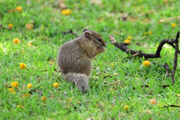 squirrel in the grass © Charlie