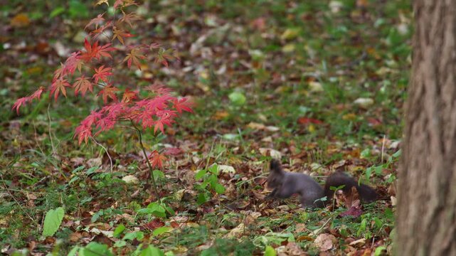 秋のエゾリス（栗鼠）