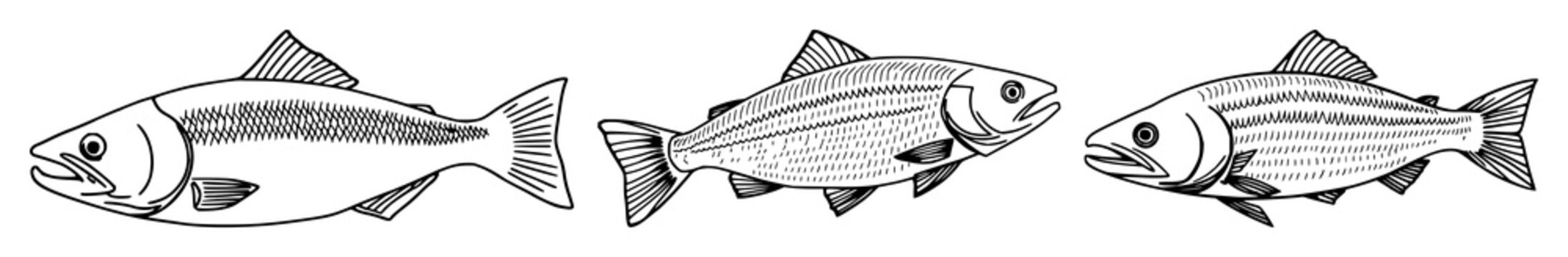 Salmon fish in continuous line art drawing style. Minimalist black linear sketch on white background. Vector illustration set with simple line art design featuring line art, illustrations, graphic ...