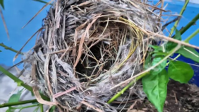 Intricate Wild Bird Nest Made of Dry Straw and Twigs Hidden in Green Leaves