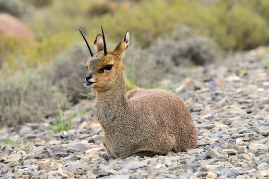 Klipspringer in the road