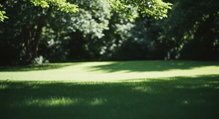 Fototapeta premium A serene green lawn with trees casting shadows on a sunny day outdoors in nature