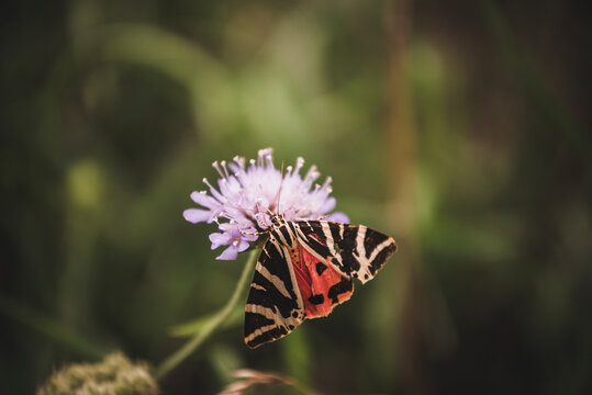 Jersey tiger moth feeding on a purple wildflower in a summer meadow
