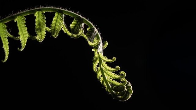 Cyathea genus naturally uncoil springing and growing into life. Macro close up back light with copy space, black background.