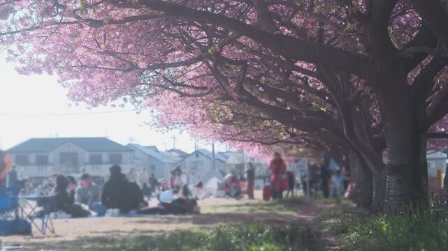 People sit under cherry blossoms in spring Japan, enjoying calm hanami picnic. Unrecognizable Japanese people relax in park, watching sakura bloom during blossoms festival. Culture season tradition