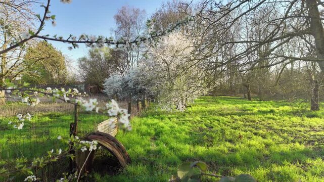 Sunny spring orchard with blooming branches, green meadow and rustic fence, soft focus foreground and gentle leftward camera motion.