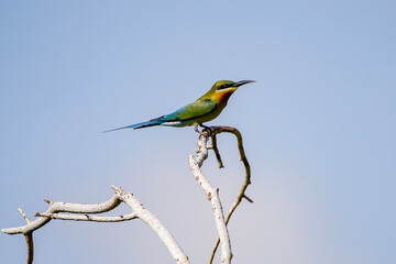 Obraz premium A colorful bee-eater bird perched on a dry branch against a clean blue sky background. The bird showcases vibrant green plumage, a golden throat, and a long slender beak, captured in sharp detail.