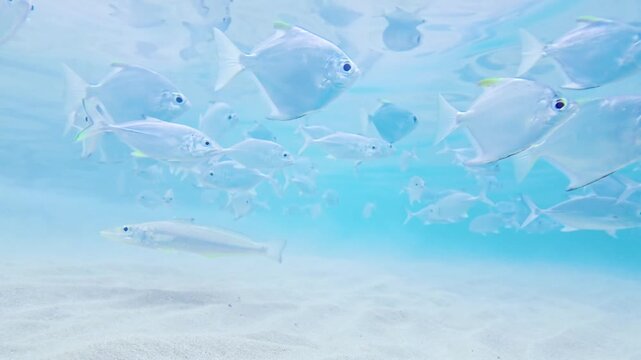 Tropical Silver Fish Gliding Through Transparent Blue Ocean Water in Hikkaduwa. Silver batfish swim peacefully in the vast, open turquoise waters of a tropical reef zone.
