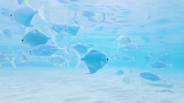 Silver Batfish Schooling in Shallow Coastal Waters of Hikkaduwa Sri Lanka. A dense group of silver batfish swims together in the shallow, sunlit waters of the Indian Ocean.