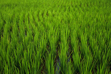 Obraz premium Lush Green Fresh Rice Field Plantation Agricultural Landscape