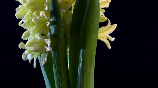 Yellow spring flower close-up with dew, perfect for wellness and eco-friendly design projects.