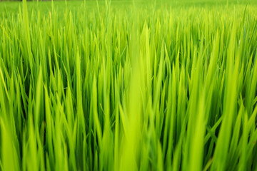 Obraz premium Close-up Lush Green Rice Paddy Field with Natural Light Scenery