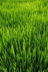 Obraz premium Lush Green Paddy Rice Field Landscape in Agriculture Background
