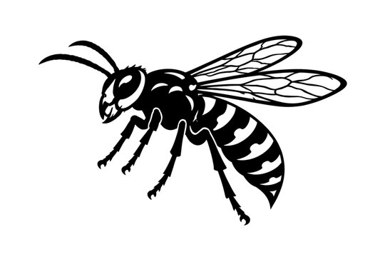 Striking black and white vector illustration of a dangerous flying insect, meticulously detailing a powerful wasp with intricate transparent wings, segmented body, sharp mandibles, and distinct antenn