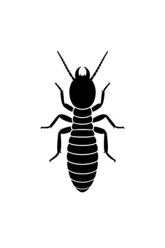Detailed vector silhouette: subterranean termite, a destructive wood-eating insect pest. Causes severe structural damage to homes, buildings. Key for pest identification, effective control, exterminat
