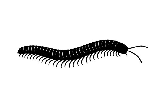 Detailed black silhouette vector illustration of a millipede, a fascinating multi-legged invertebrate with a segmented body and antennae, ideal for educational resources, nature graphics, wildlife ico