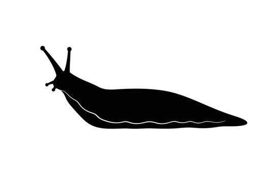 Black silhouette vector of the garden slug, a terrestrial gastropod mollusc, with its elongated body and tentacles. Isolated on white, useful for nature, biology, pest control designs, educational mat