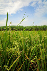 Fototapeta premium Close-up Fresh Green Rice Paddy Field with Blue Sky Landscape
