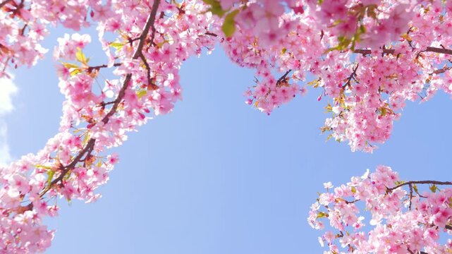 Full Bloom Cherry Blossoms Framing a Blue Sky, Spring Background Video