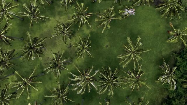 Aerial drone shot moving forward over palm tree pattern top view.