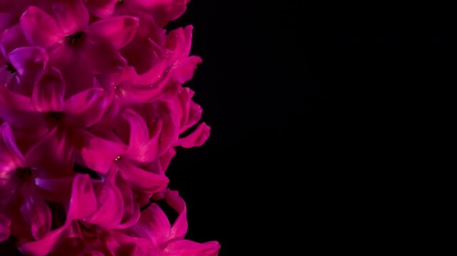 Close-up of vibrant pink Hyacinth (Hyacinthus orientalis) flowers on black background, floral background for luxury branding and botanical art.