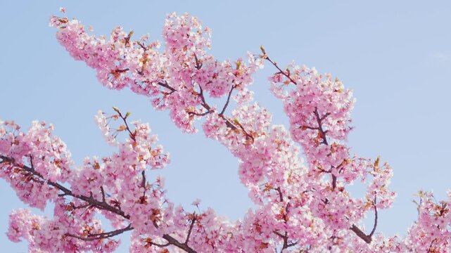 Full Bloom Cherry Blossoms Framing a Blue Sky, Spring Background Video