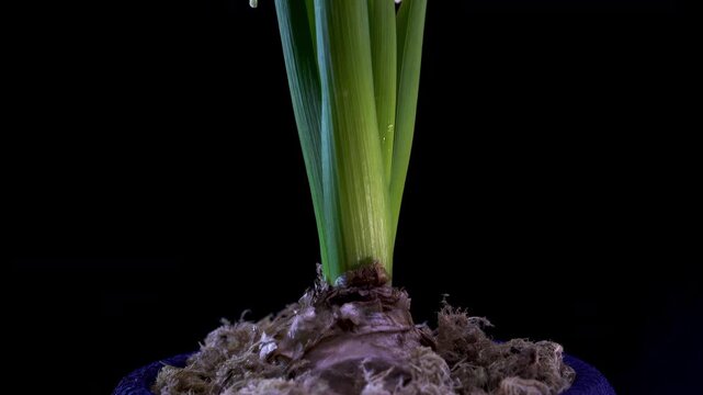 Yellow Hyacinth: A vertical panorama from the textured bulb to the lush pink petals glistening with dewdrops.