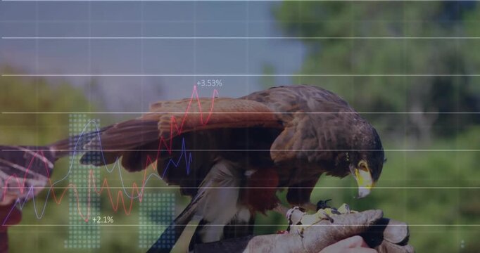 falconer holding hawk outdoors, with floating stock market graphs and percentage labels