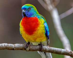 Fototapeta premium Australian scarlet chested parrot