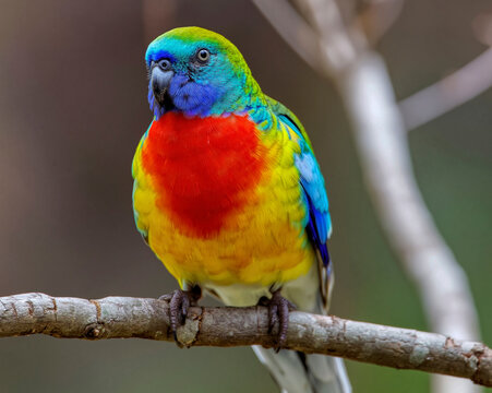 Australian scarlet chested parrot