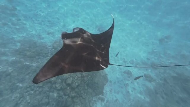 Reef manta ray feeding near surface above shallow coral reef